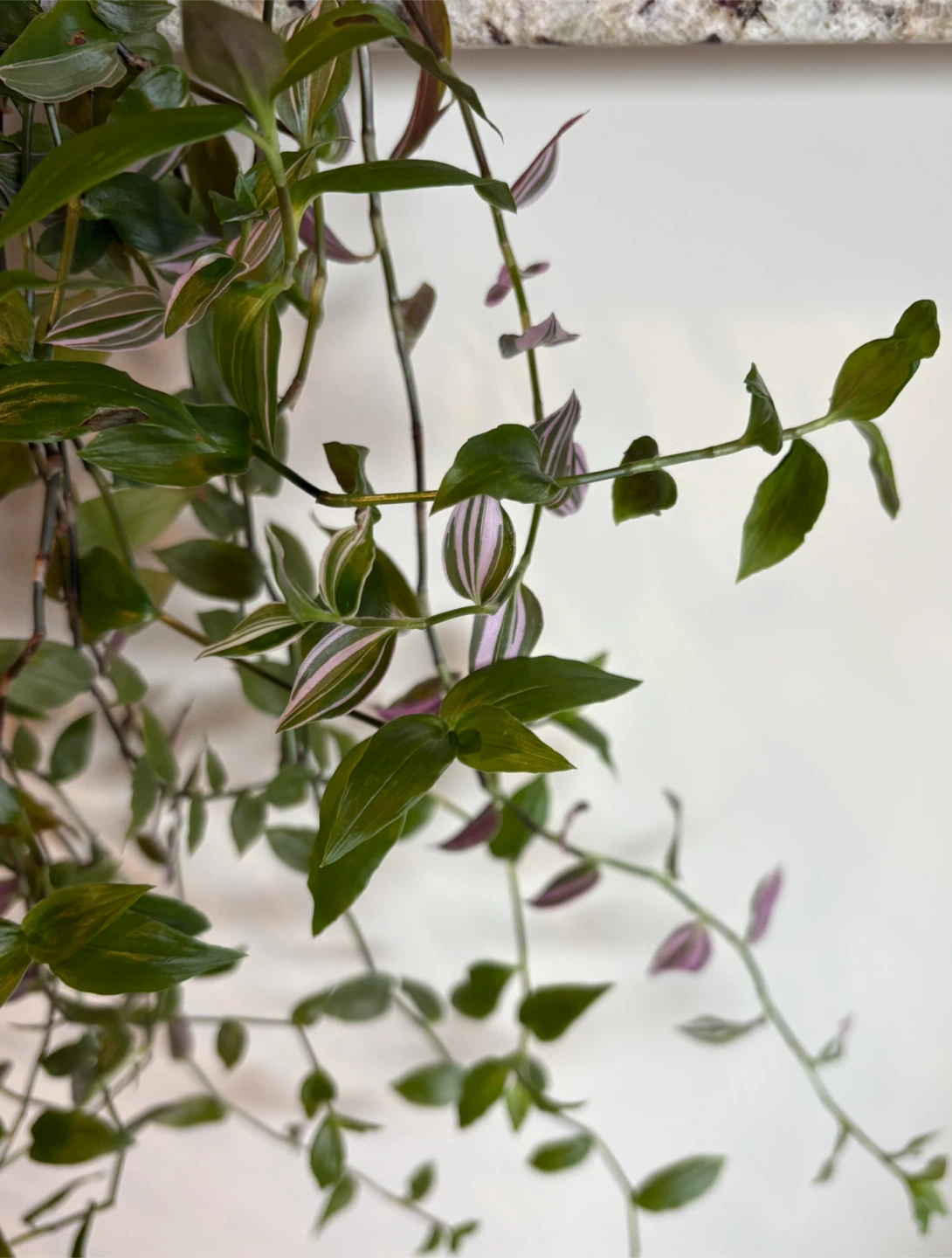Tradescantia Zebrina Plant - photo 4