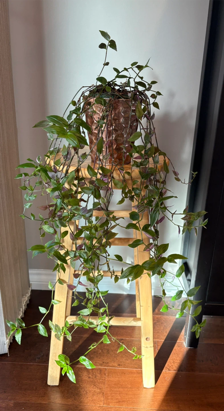 Tradescantia Zebrina Plant