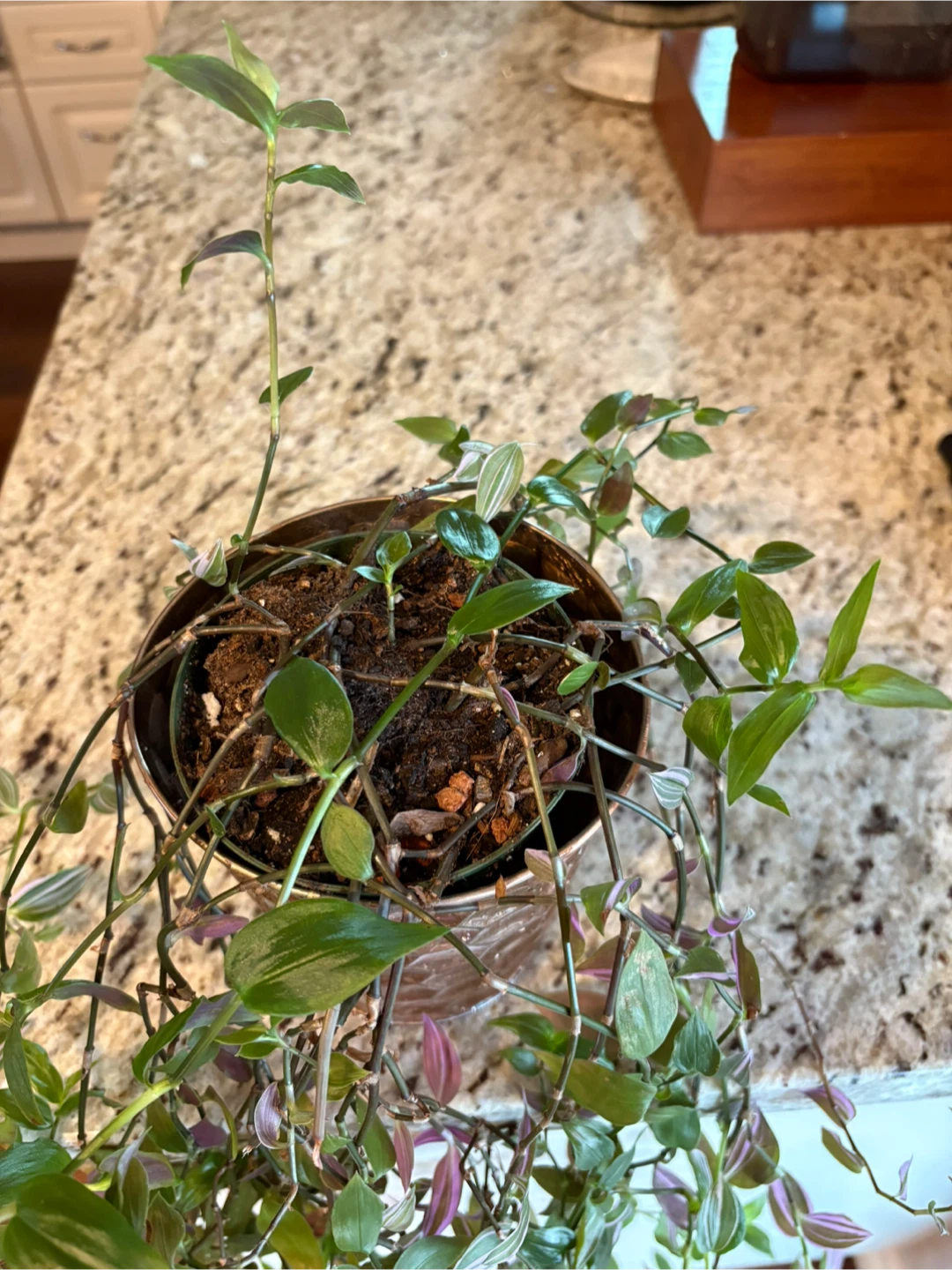 Tradescantia Zebrina Plant - photo 2