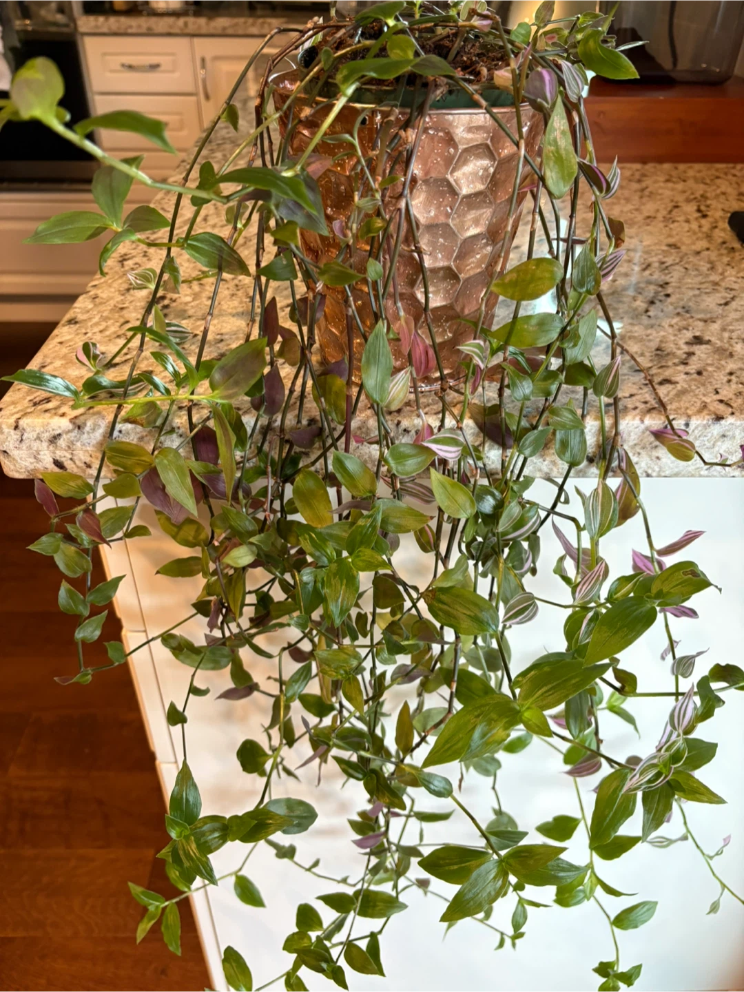 Tradescantia Zebrina Plant - photo 3