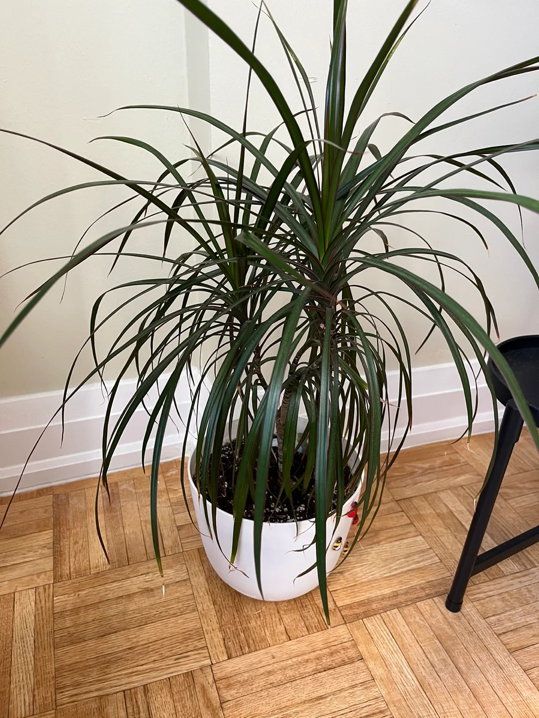 Healthy plant in a pot, dragon tree 🌳