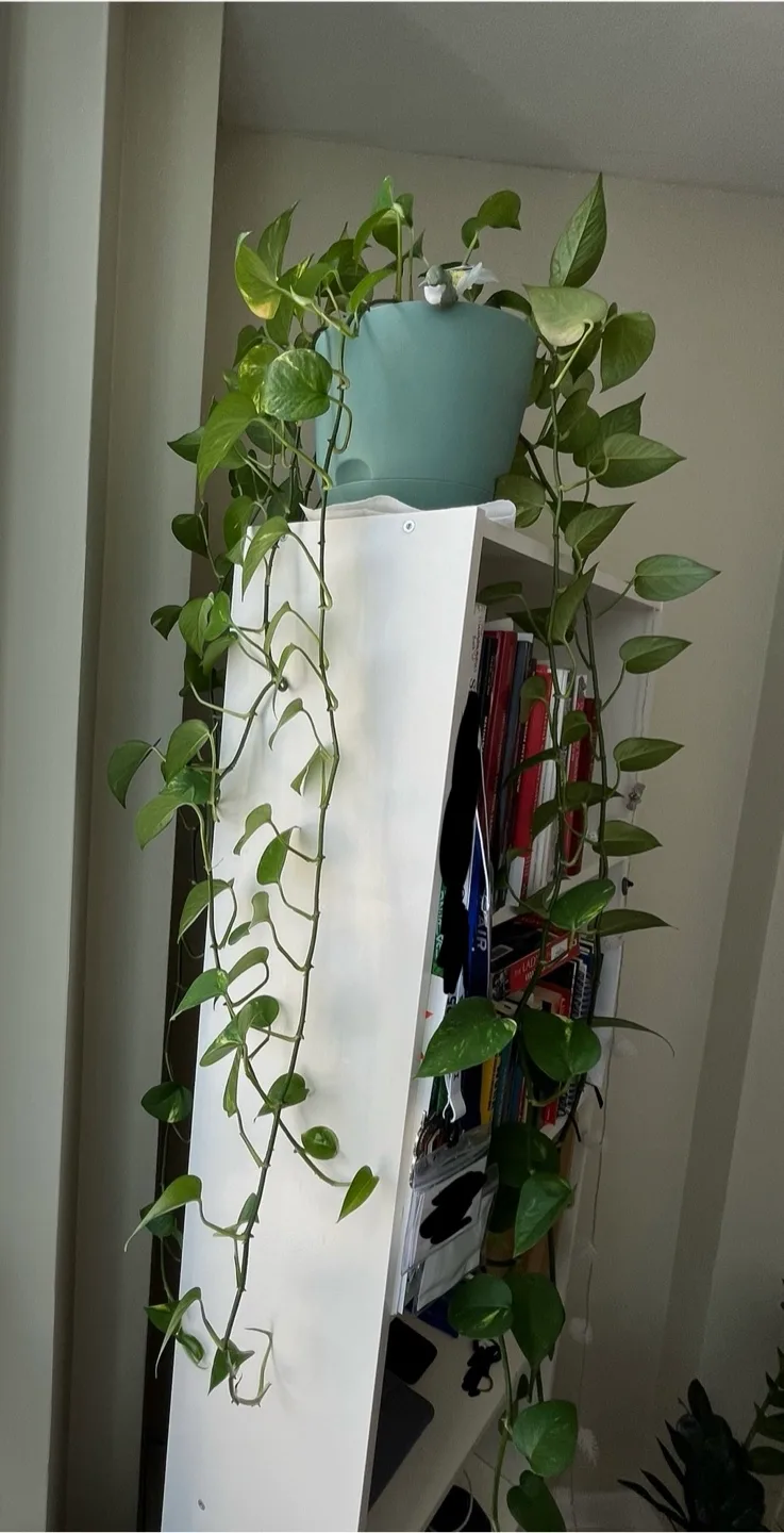 Well maintained and healthy golden pothos plant in a pot