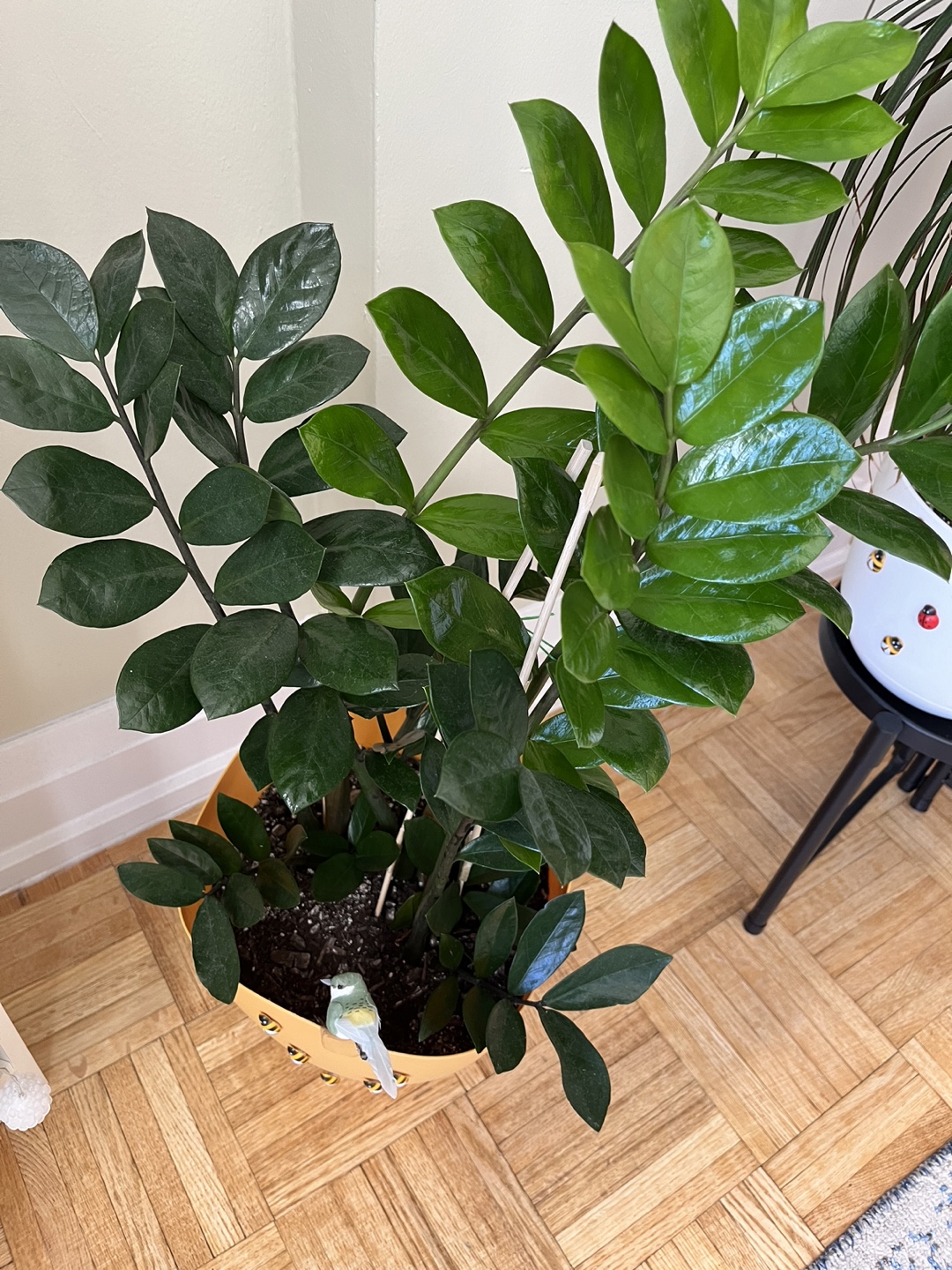 Well maintained, healthy, and large ZZ plant in a pot