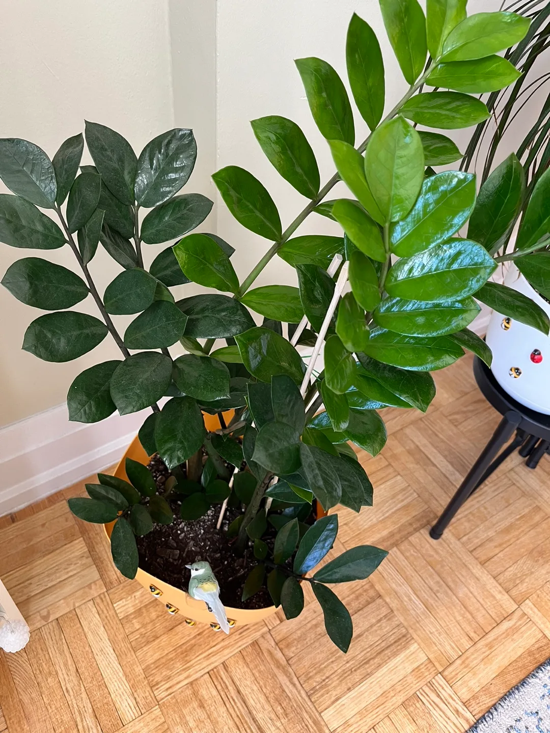 Well maintained, healthy, and large ZZ plant in a pot