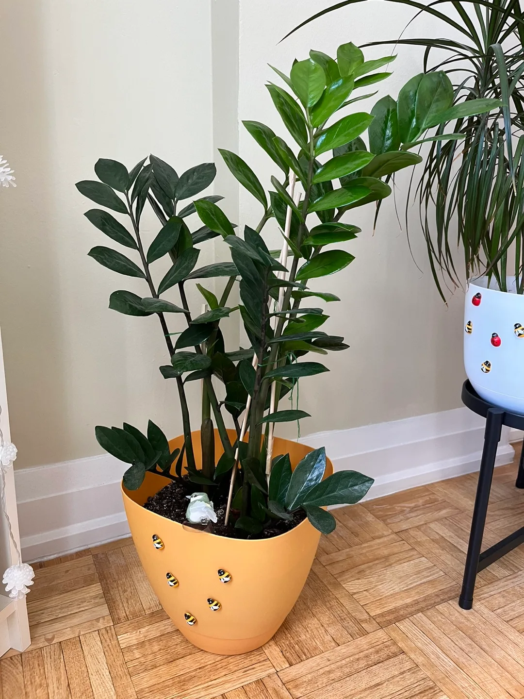 Well maintained, healthy, and large ZZ plant in a pot image indicator(2)