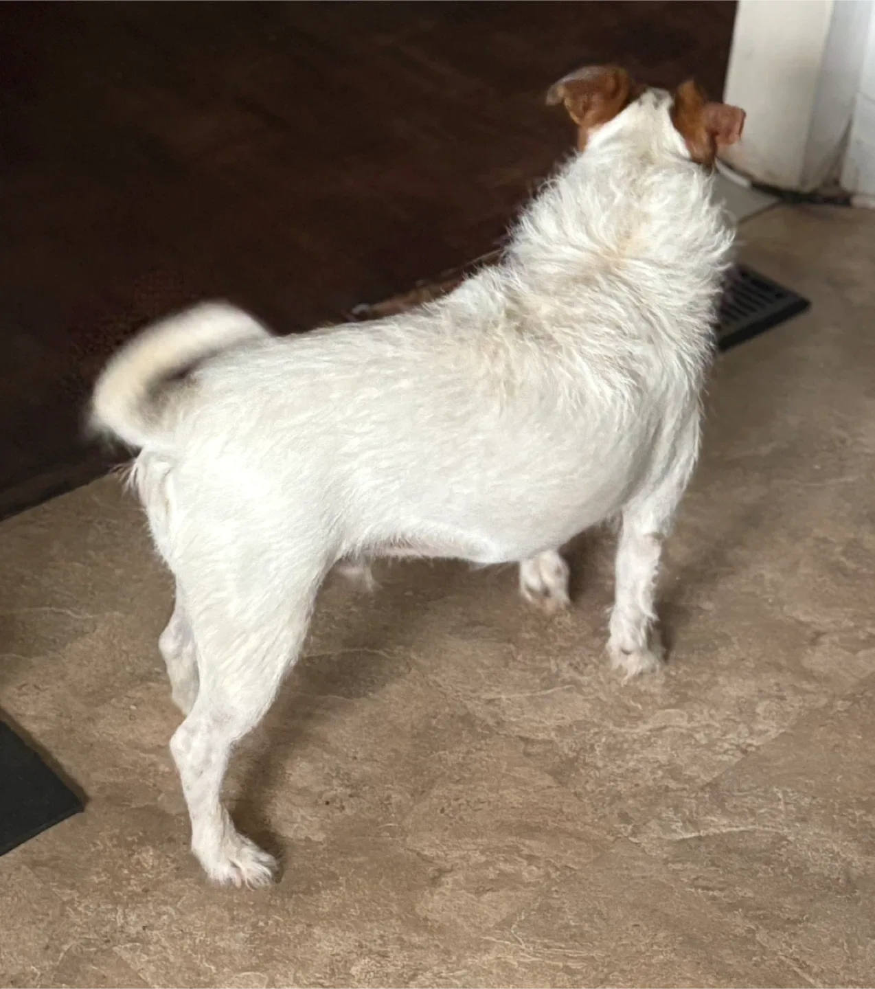 Style Selections Laminate Flooring - 21.35 sq ft image indicator(4)