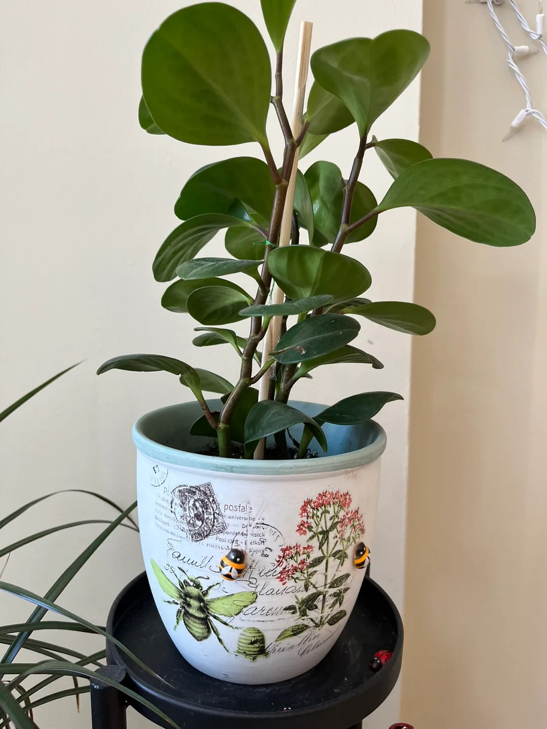 Healthy, adult baby rubber plant Peperomia Obtusifolia image indicator(2)