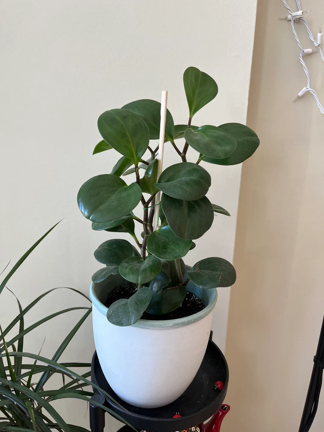 Healthy, adult baby rubber plant Peperomia Obtusifolia image indicator(3)