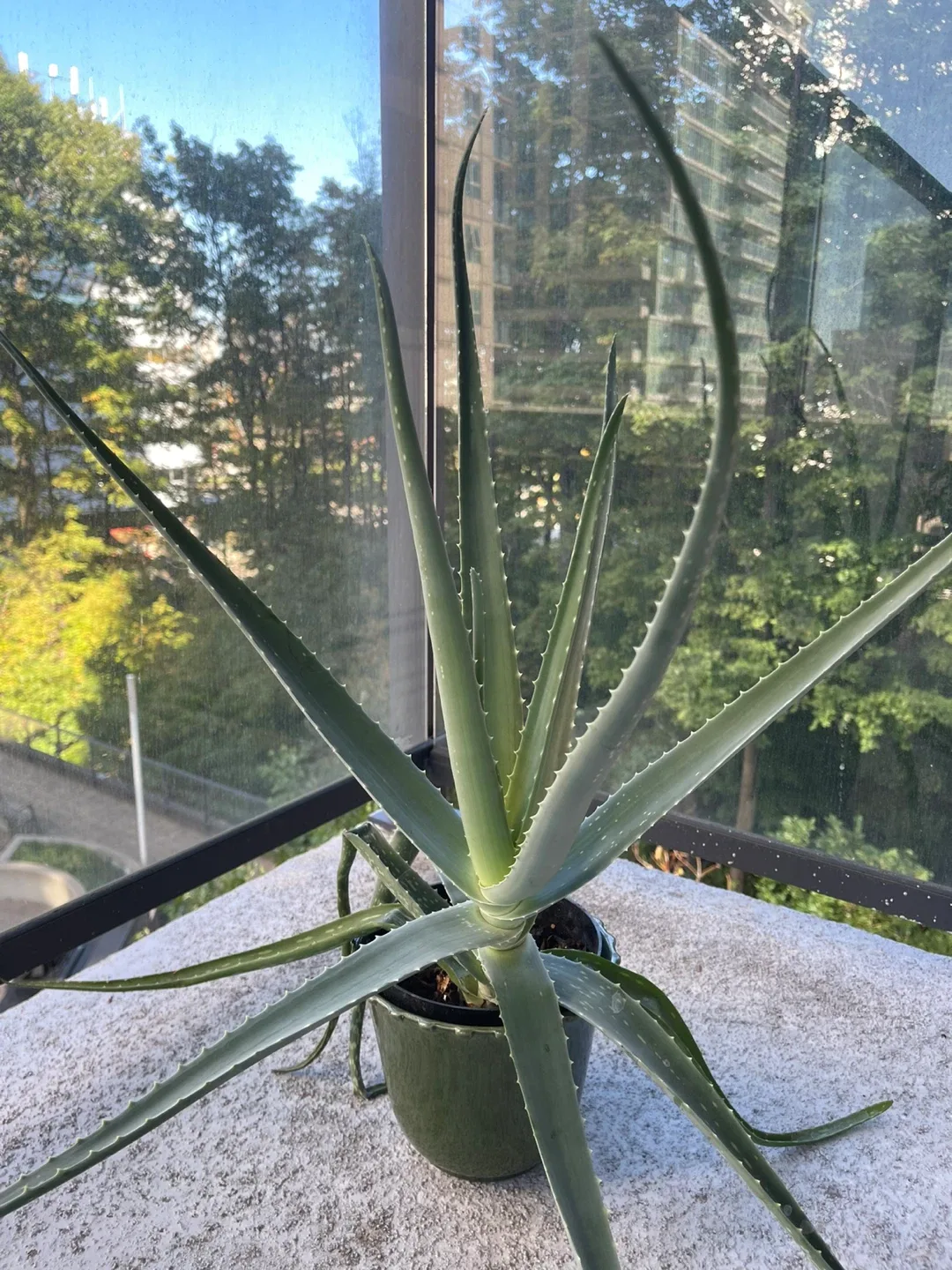 Aloe plant thumbnail