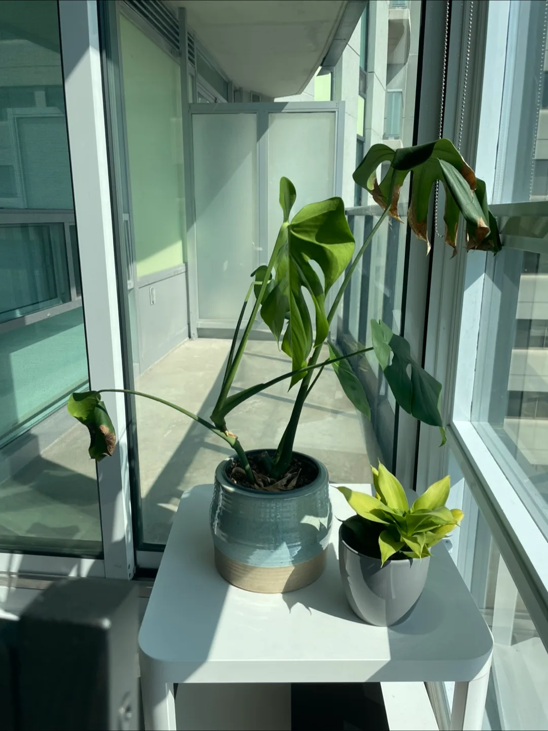 Monstera Plant in Blue Ceramic Pot thumbnail