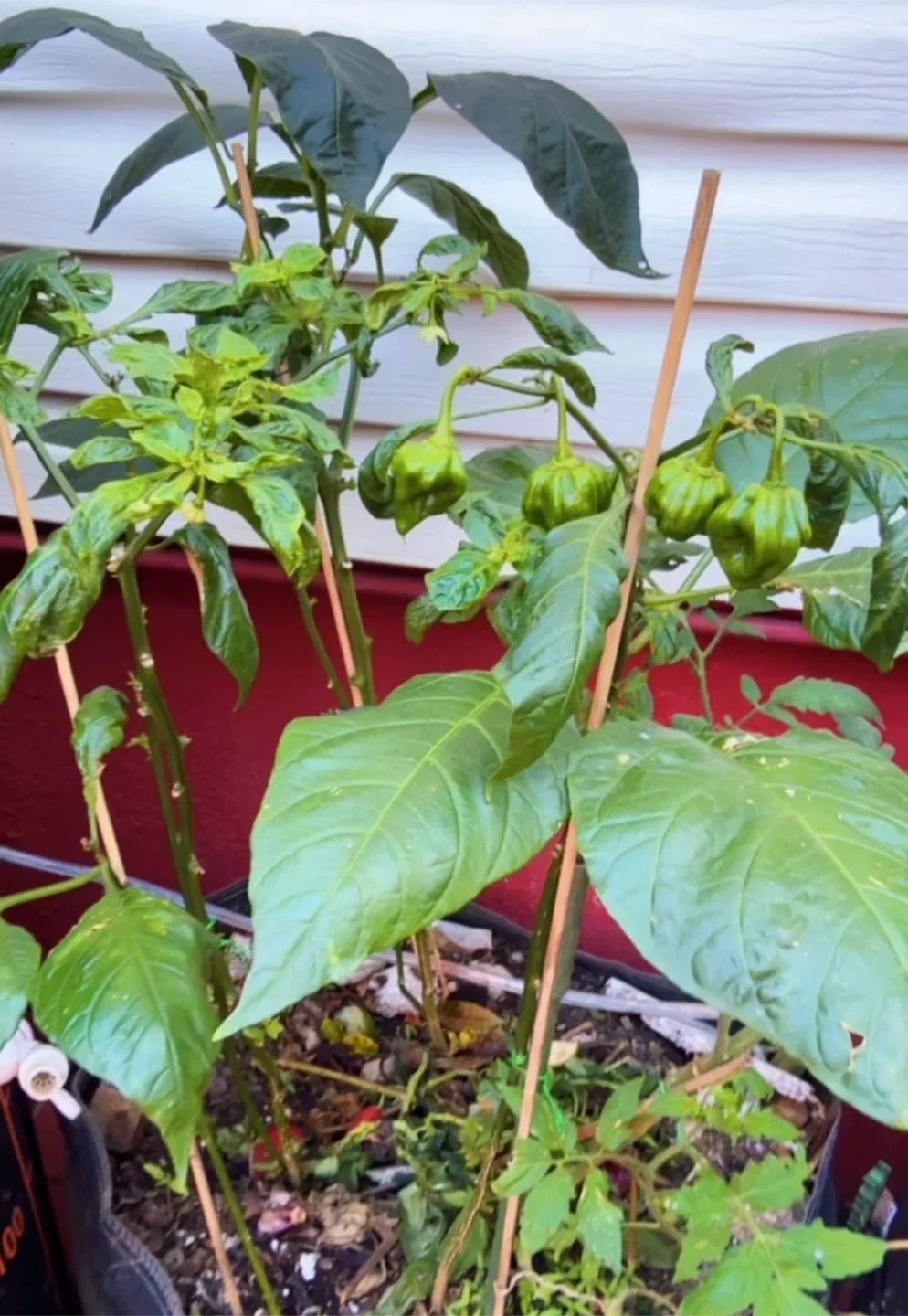 ajicitoo, ají gustoso, ají cachucha o pimiento habanero dulce. image indicator(2)