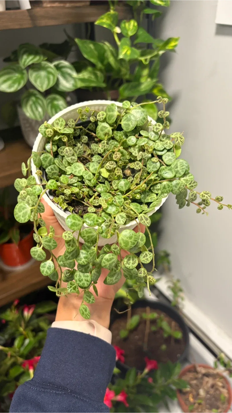 String of Turtles Plant