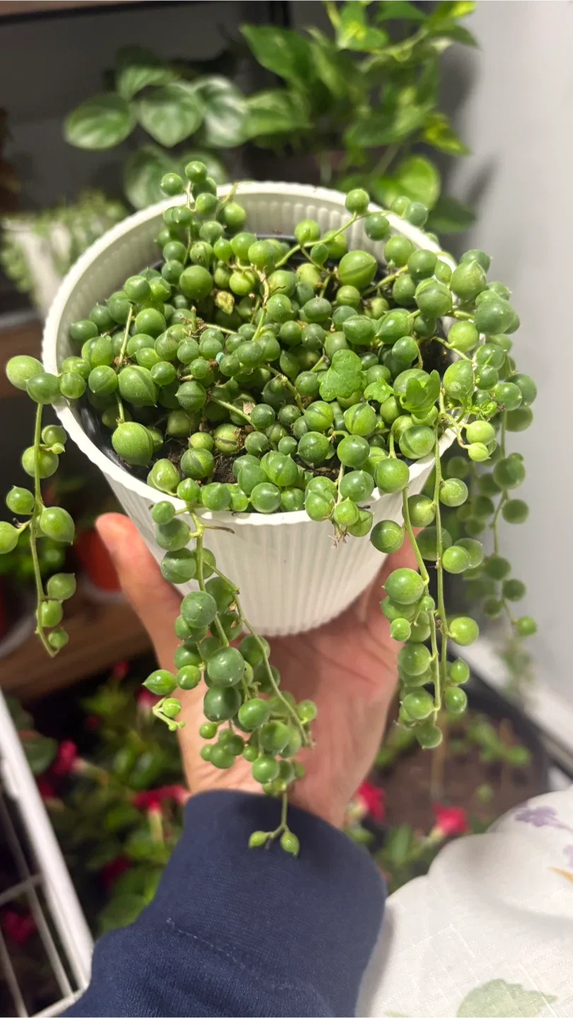 String of Pearls Plant