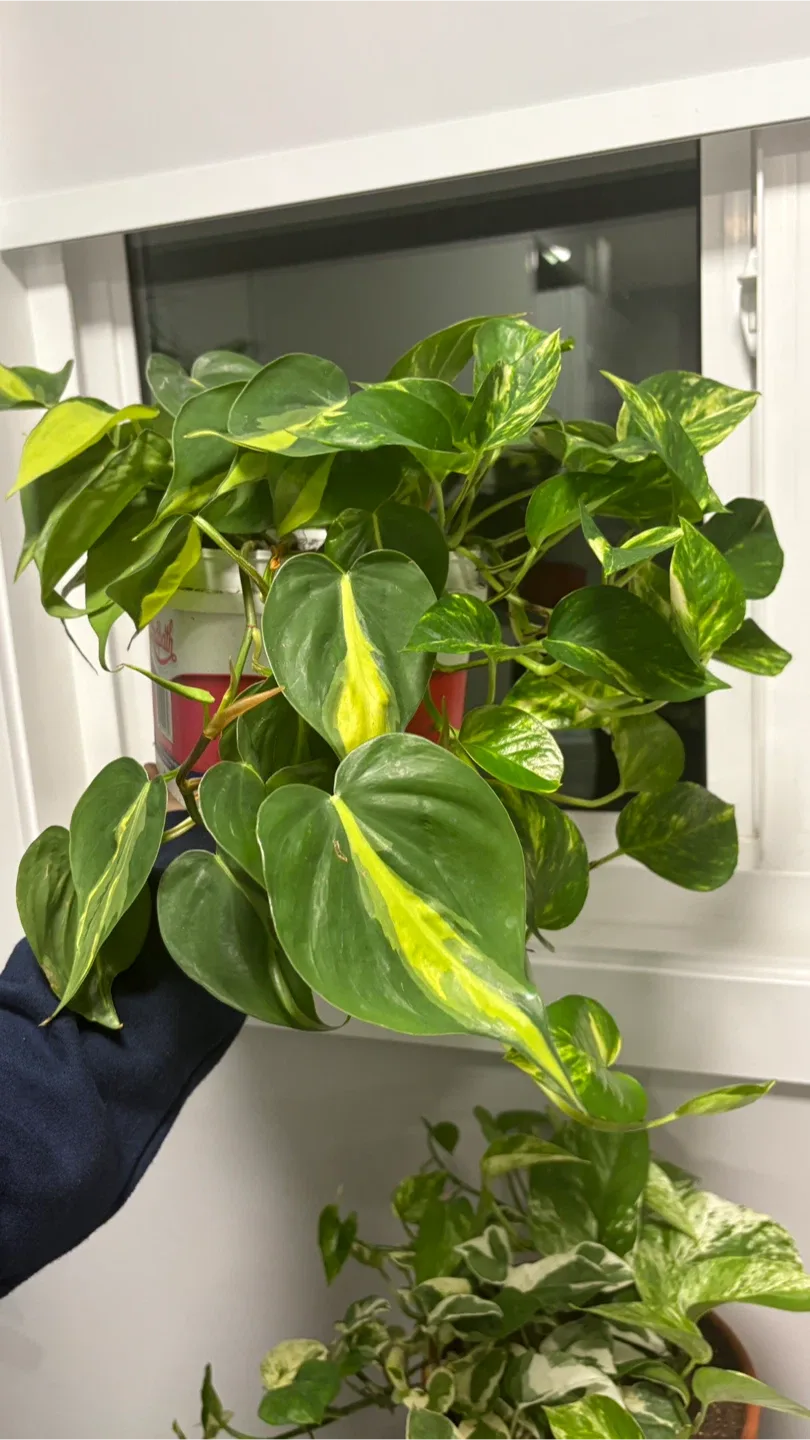 ✨🌿 Double the Green, Double the Glow! 🌿✨