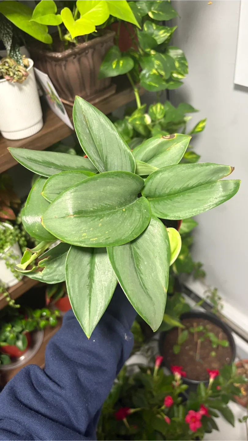 Scindapsus treubii 'Moonlight'