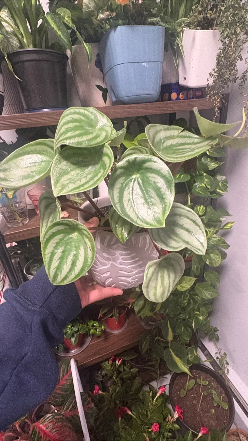 Watermelon Peperomia Plant