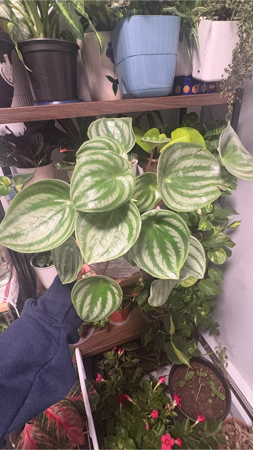 Watermelon Peperomia Plant - photo 2