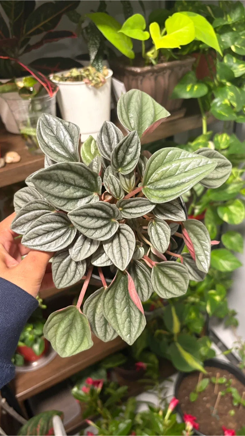Peperomia Plant