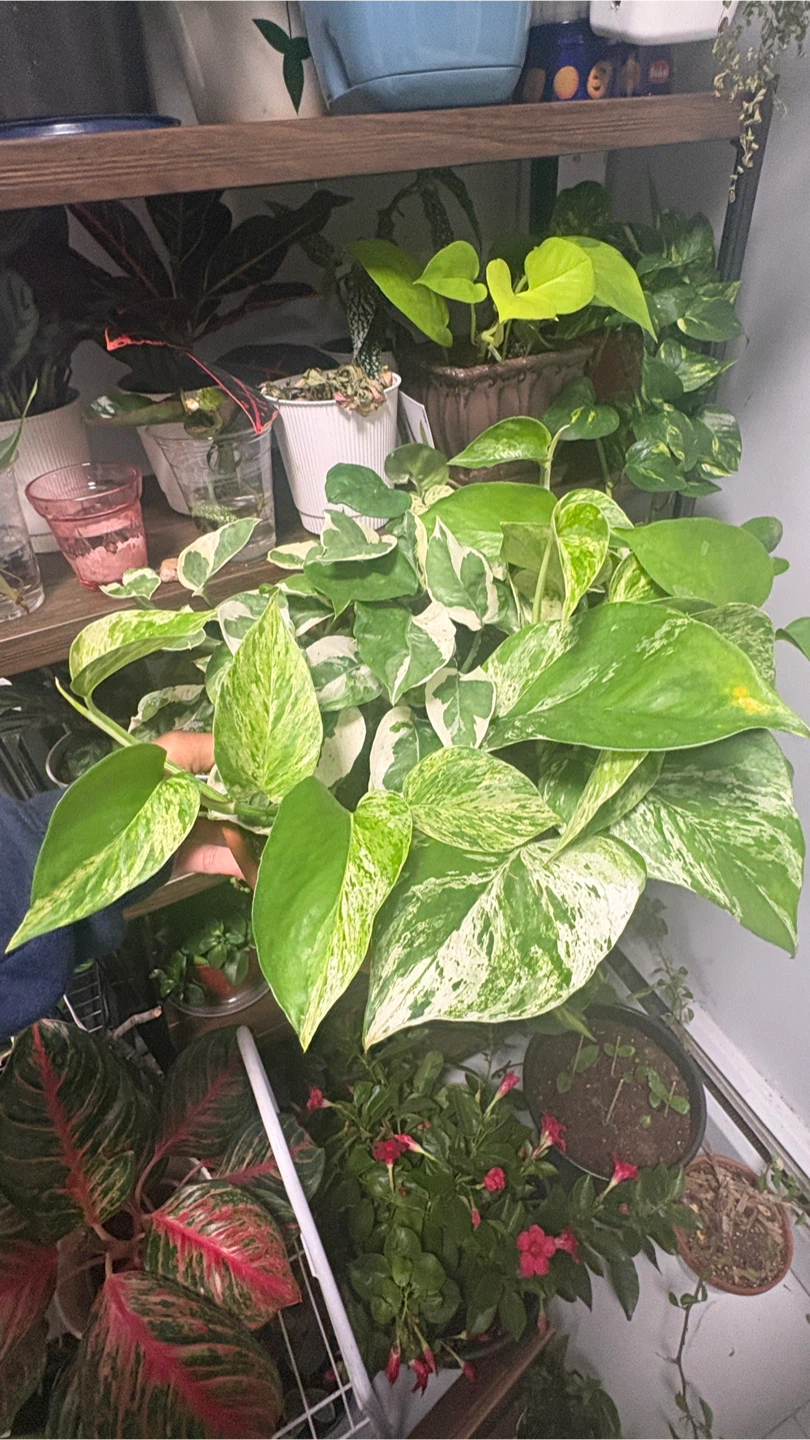 Pothos Plants - photo 4