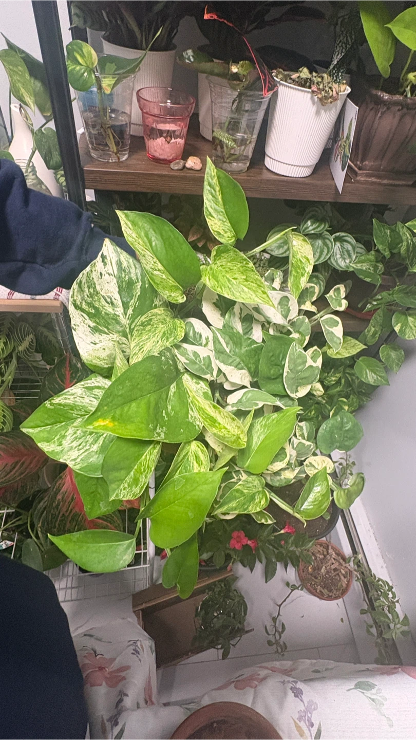 Pothos Plants - photo 2