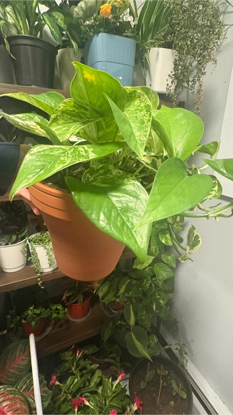 Pothos Plants - photo 3