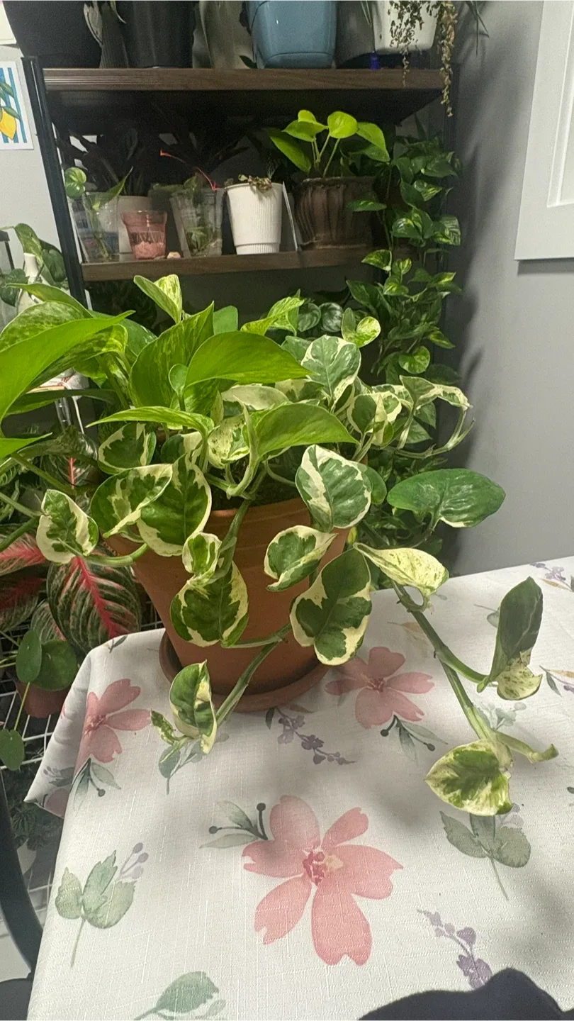 Pothos Plants