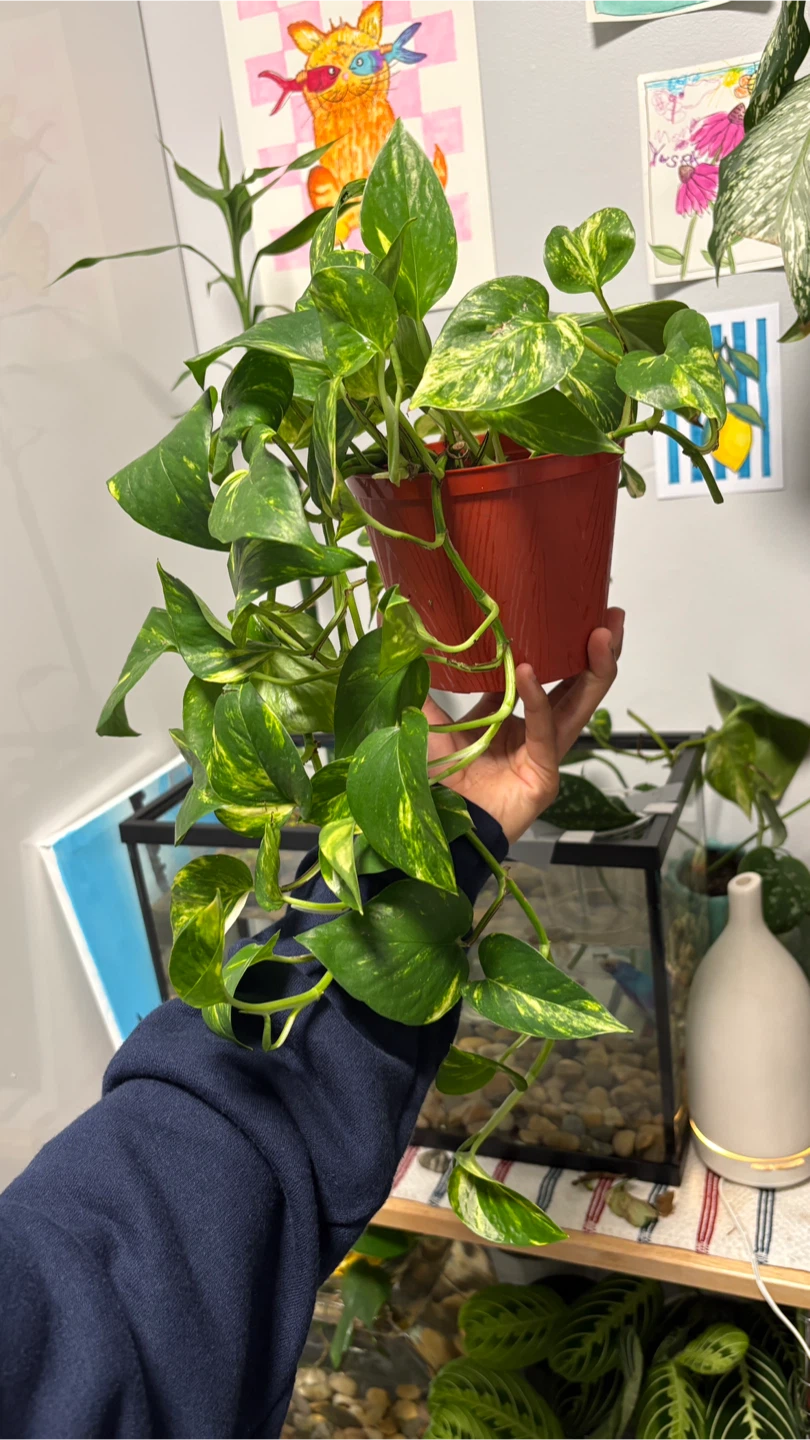 Golden pothos Plant - photo 2