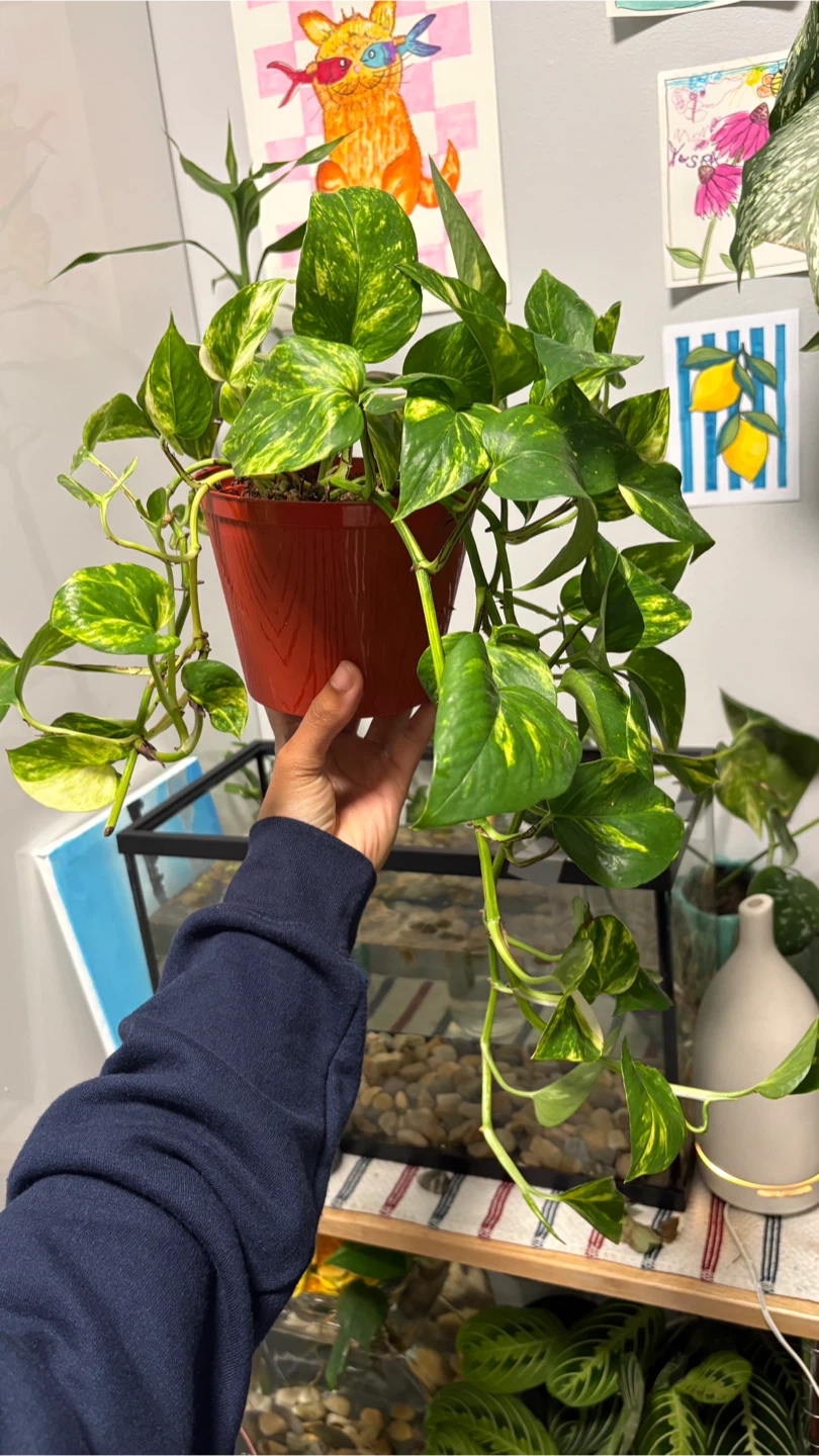 Golden pothos Plant - photo 3