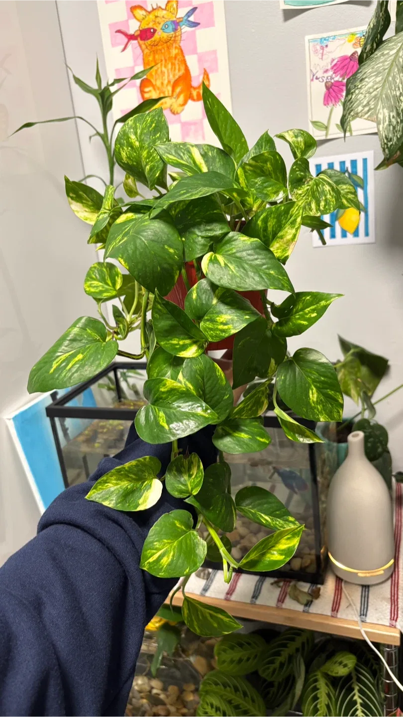 Golden pothos Plant