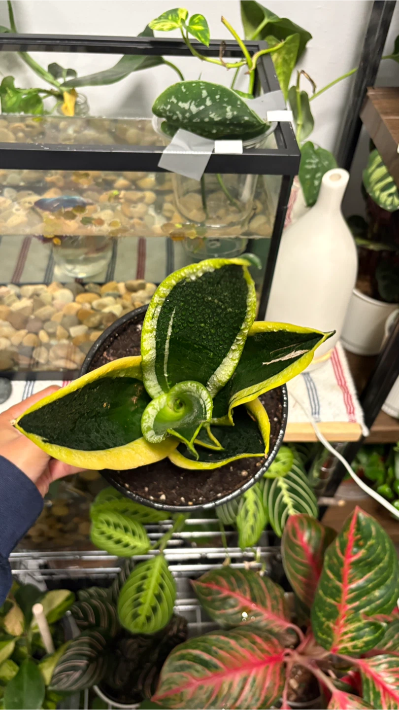 Snake Plant (Sansevieria trifasciata) - photo 3