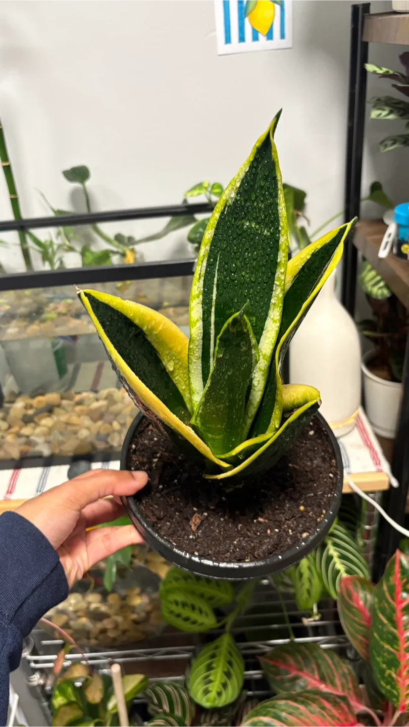 Snake Plant (Sansevieria trifasciata)