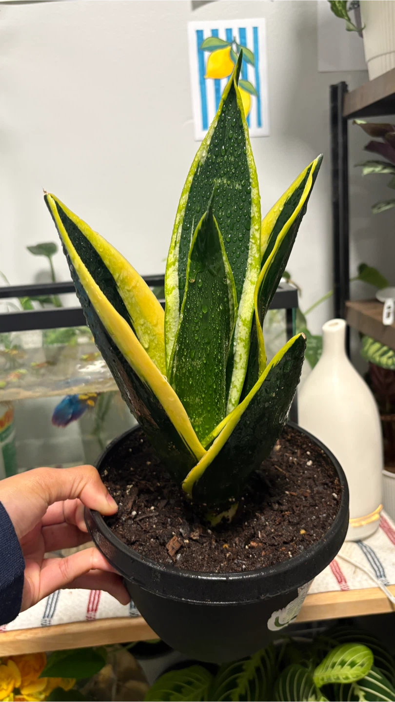 Snake Plant (Sansevieria trifasciata) - photo 2