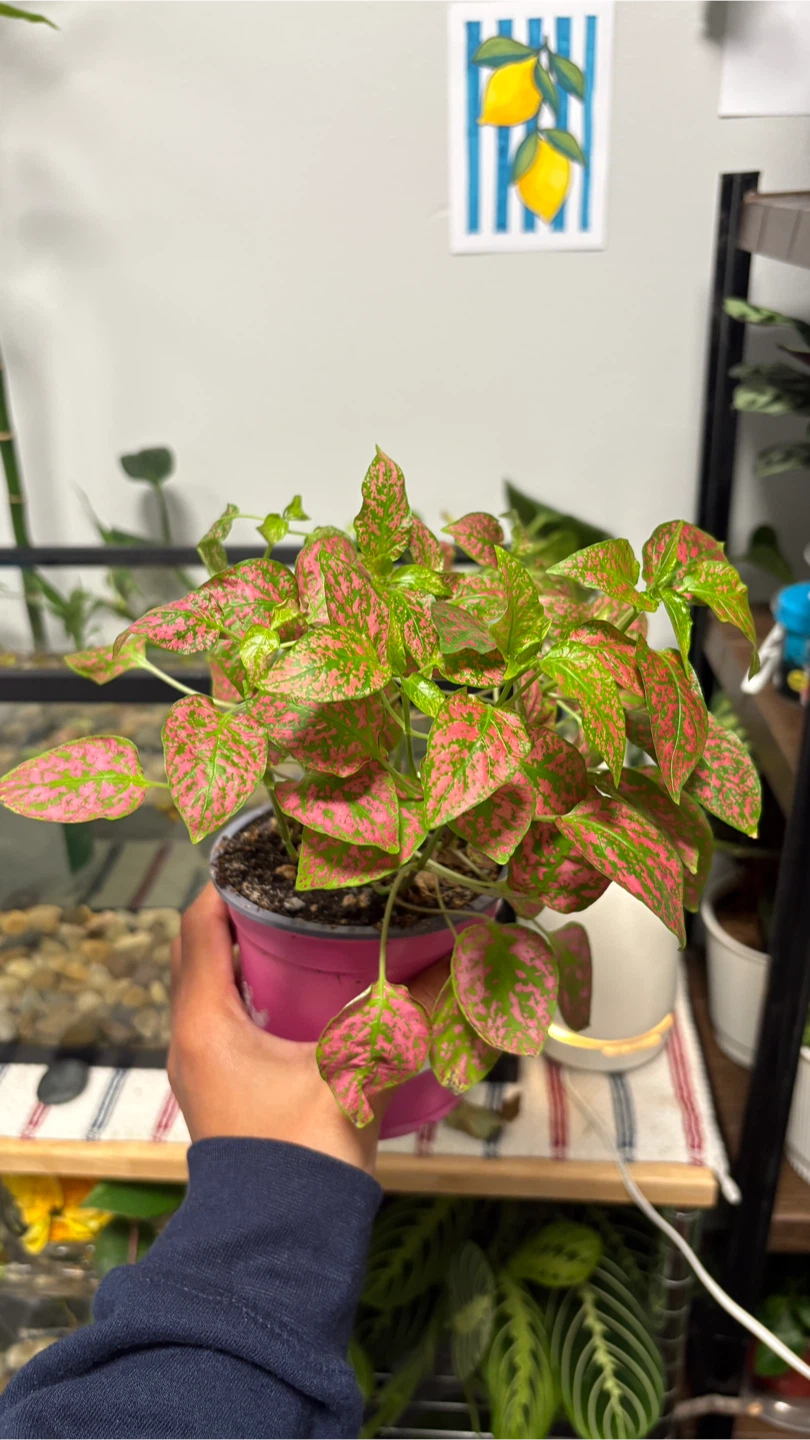 Polka Dot Plant - photo 3