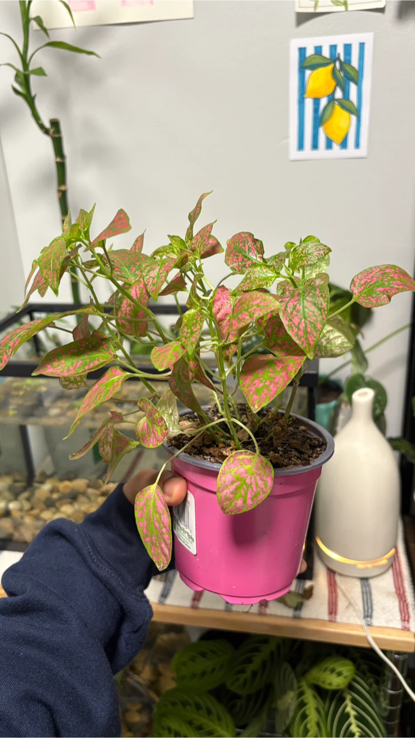 Polka Dot Plant - photo 4