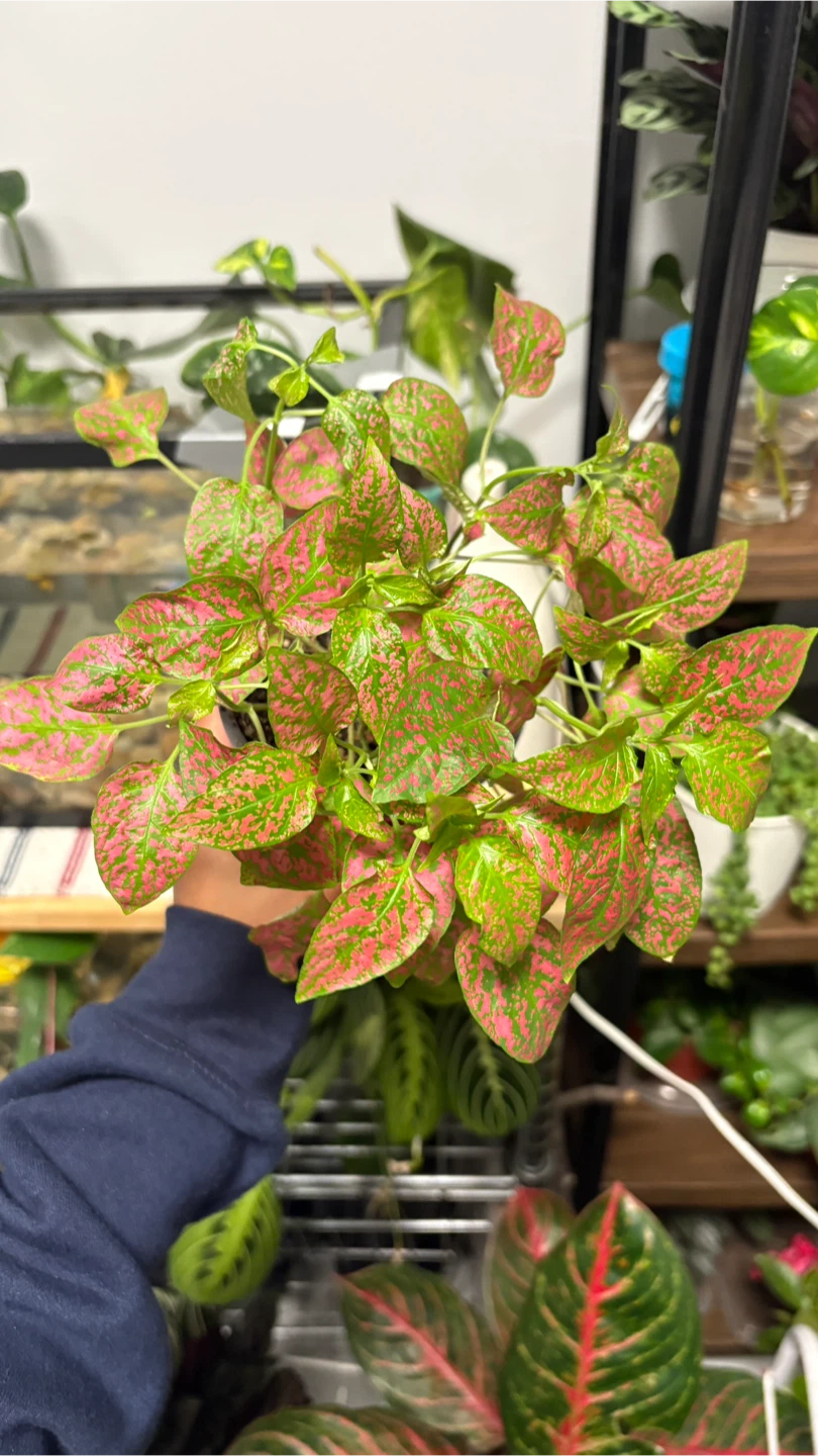 Polka Dot Plant - photo 2