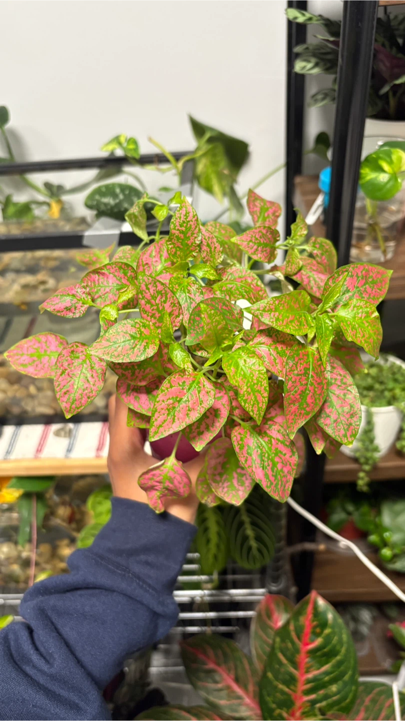 Polka Dot Plant