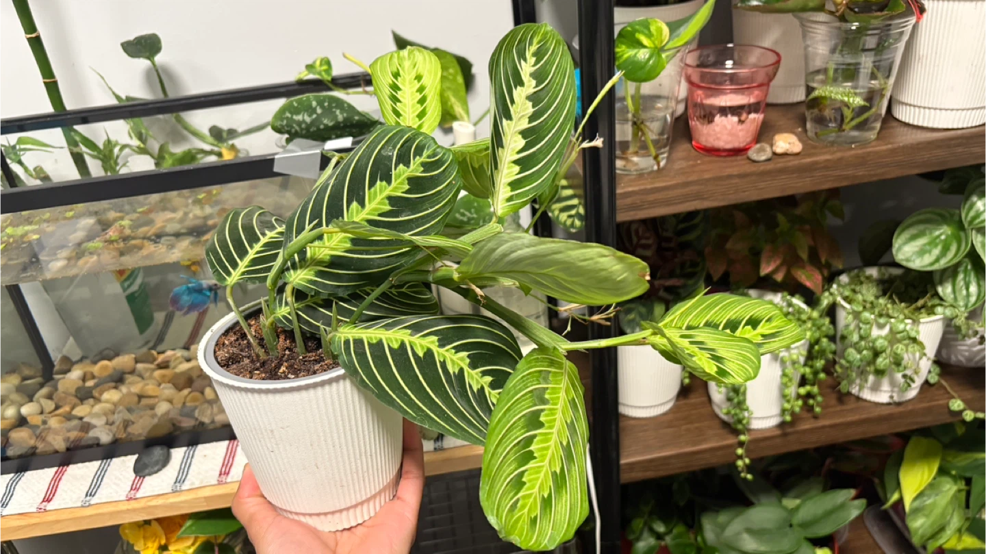 Maranta Lemon Lime Prayer Plant - photo 2