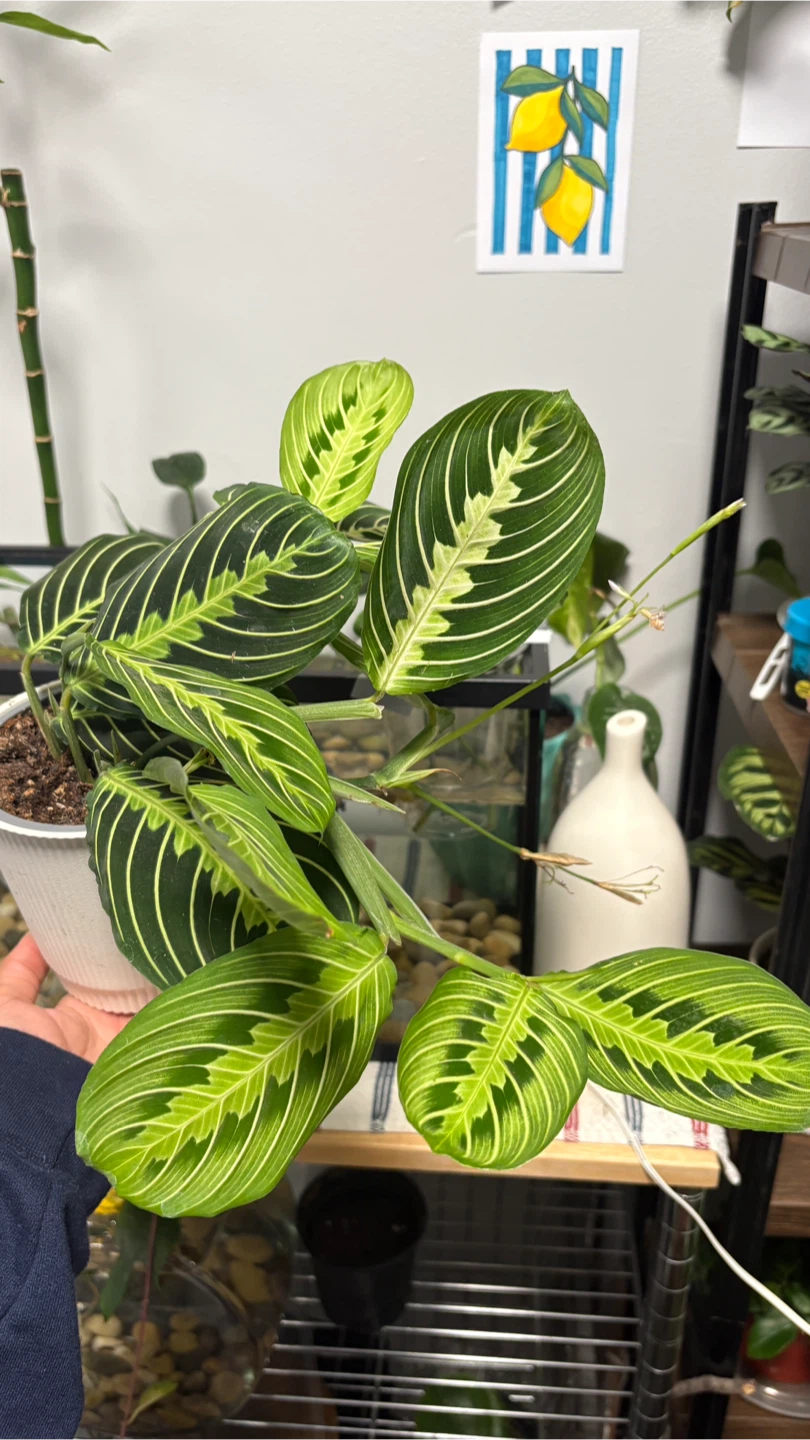 Maranta Lemon Lime Prayer Plant - photo 3