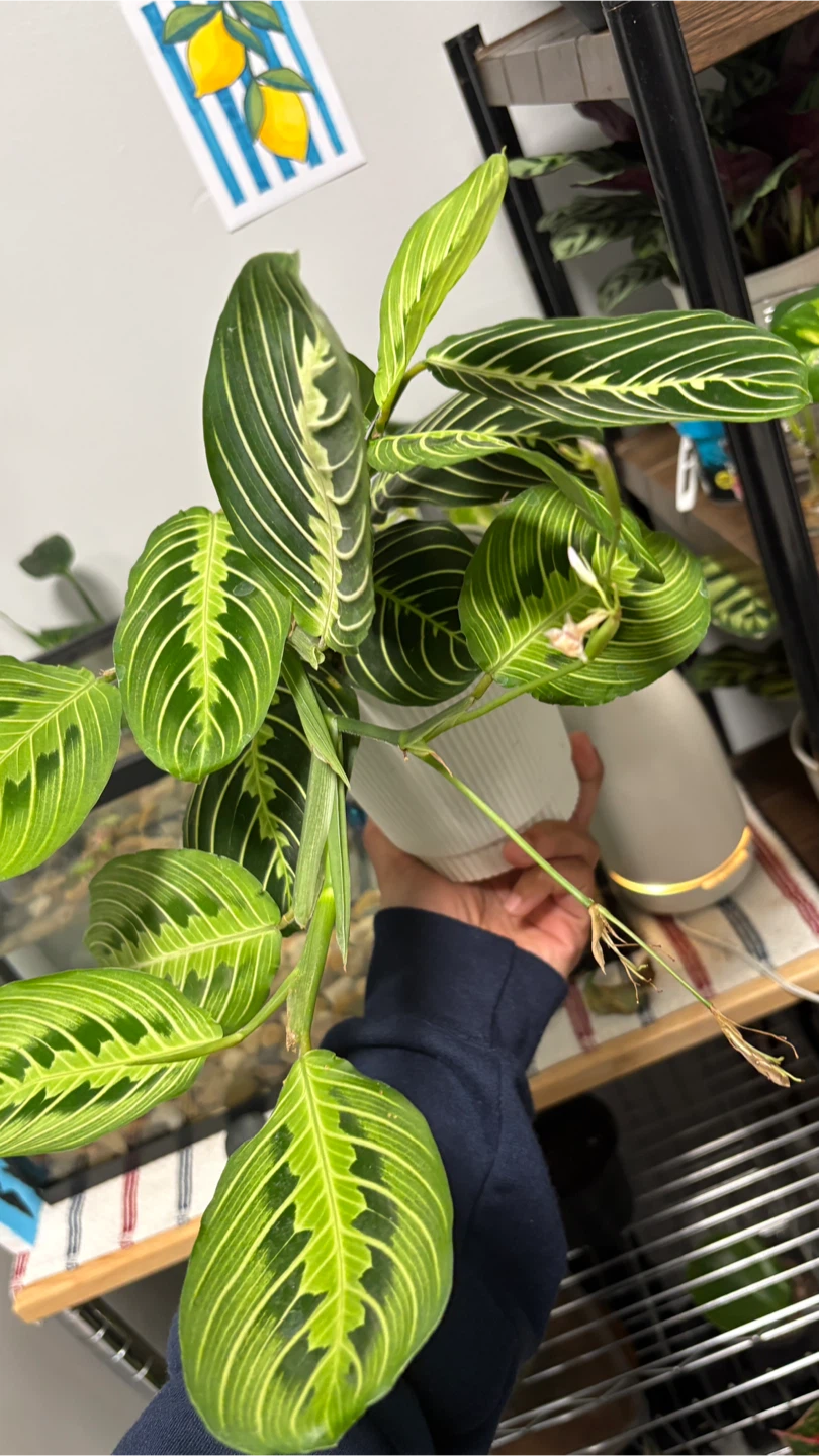 Maranta Lemon Lime Prayer Plant - photo 4