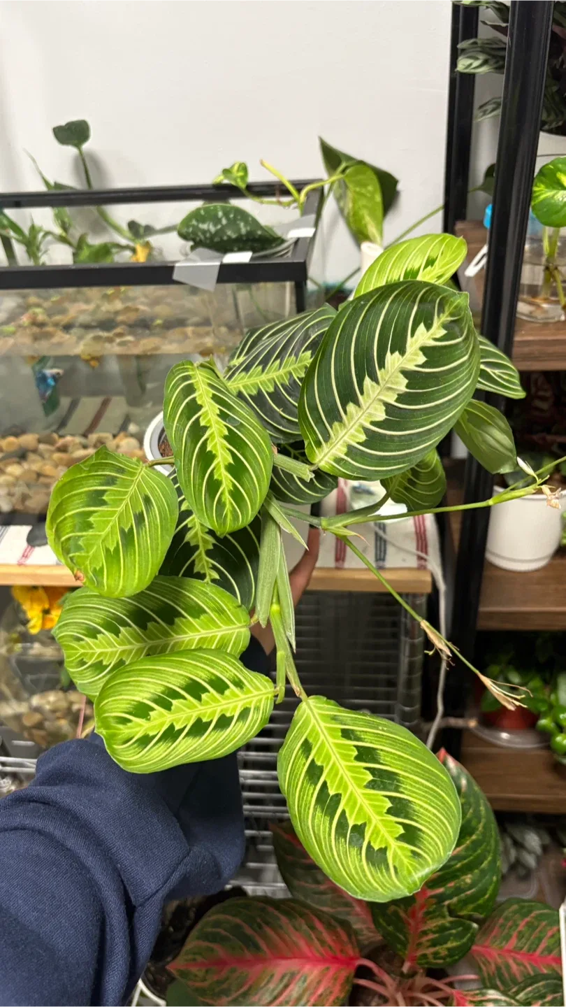 Maranta Lemon Lime Prayer Plant