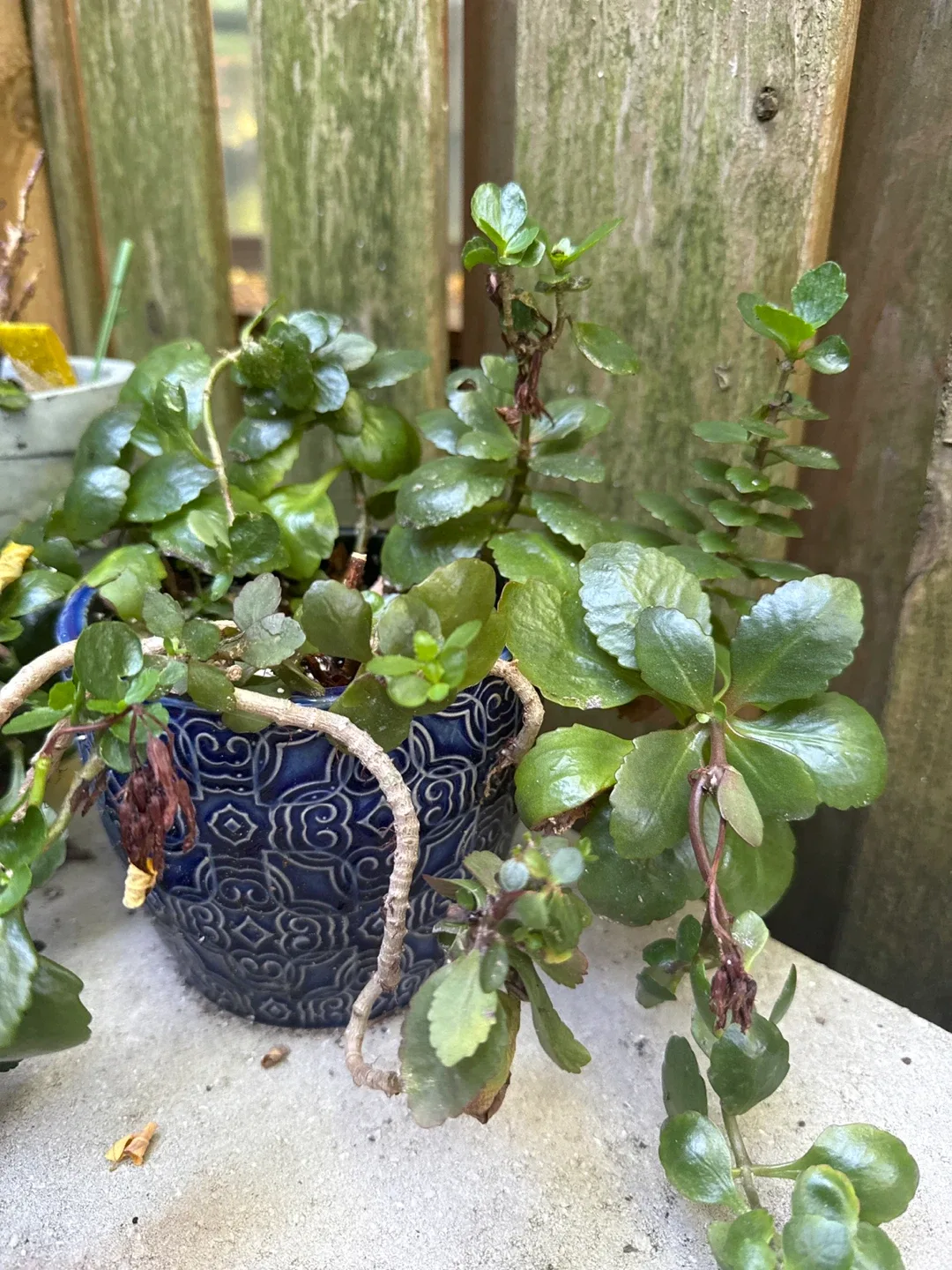 2 Kalanchoes (FREE - pots not included) image indicator(2)