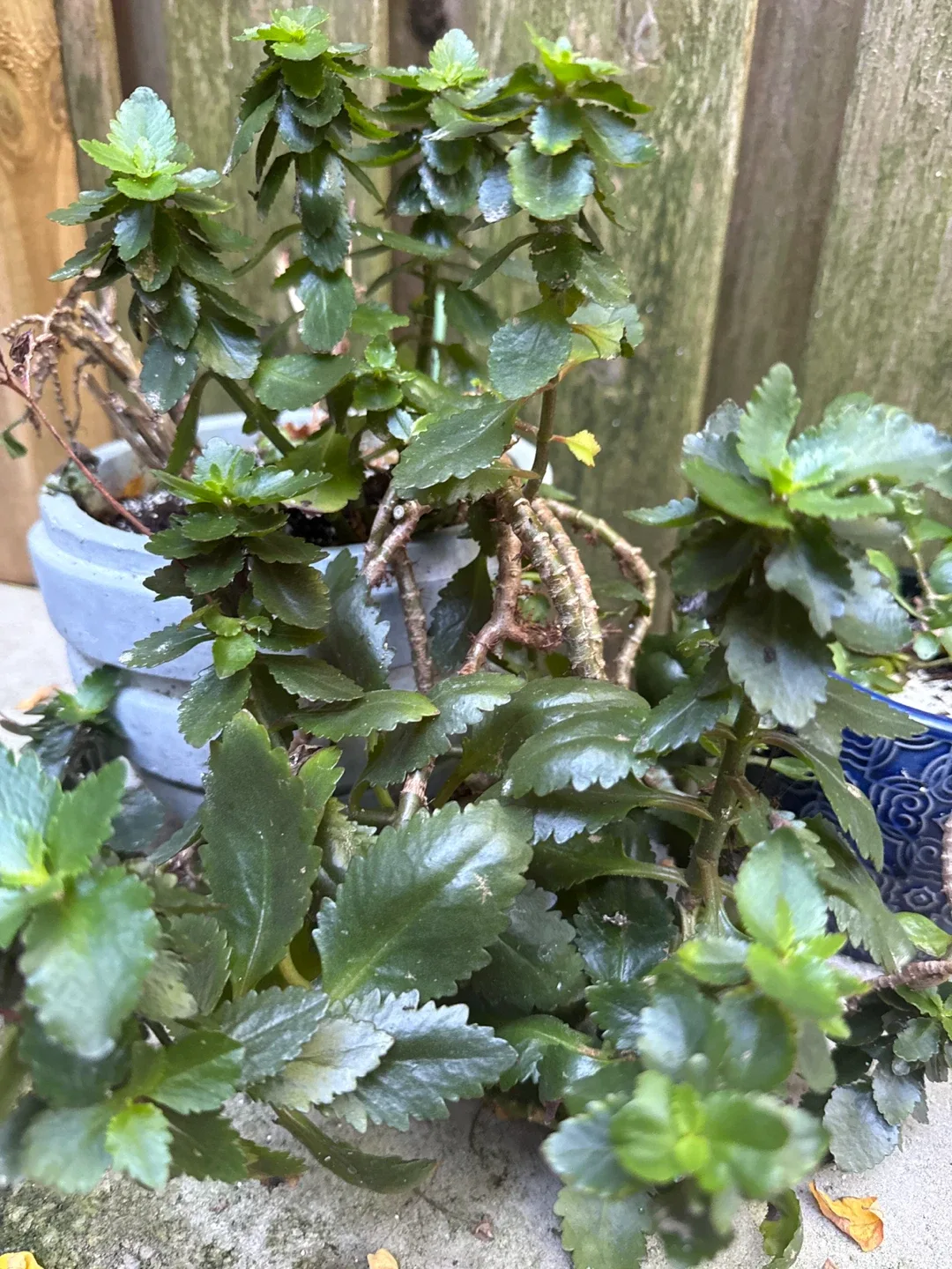 2 Kalanchoes (FREE - pots not included) image indicator(3)