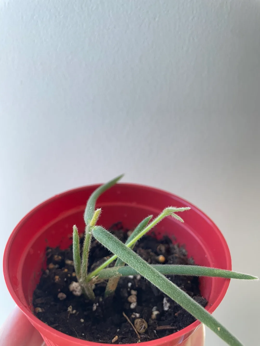 Hoya linearis thumbnail