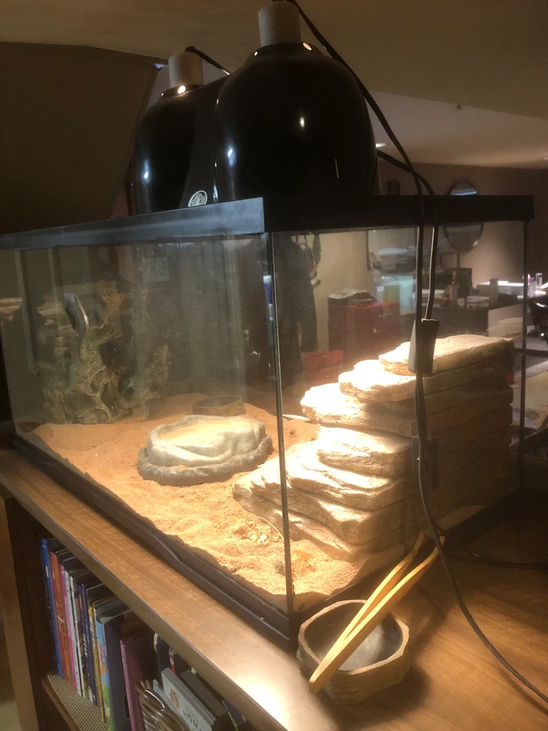 Bearded Dragon Terrarium Setup image indicator(4)