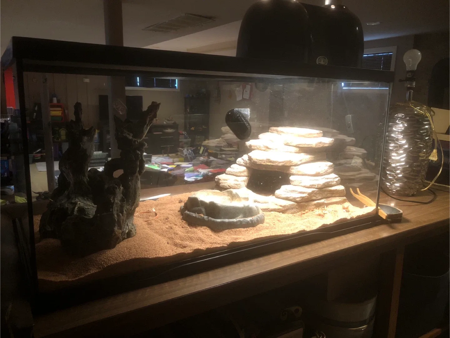 Bearded Dragon Terrarium Setup image indicator(3)
