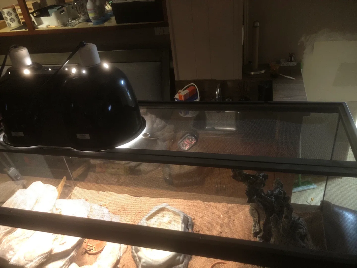 Bearded Dragon Terrarium Setup image indicator(6)