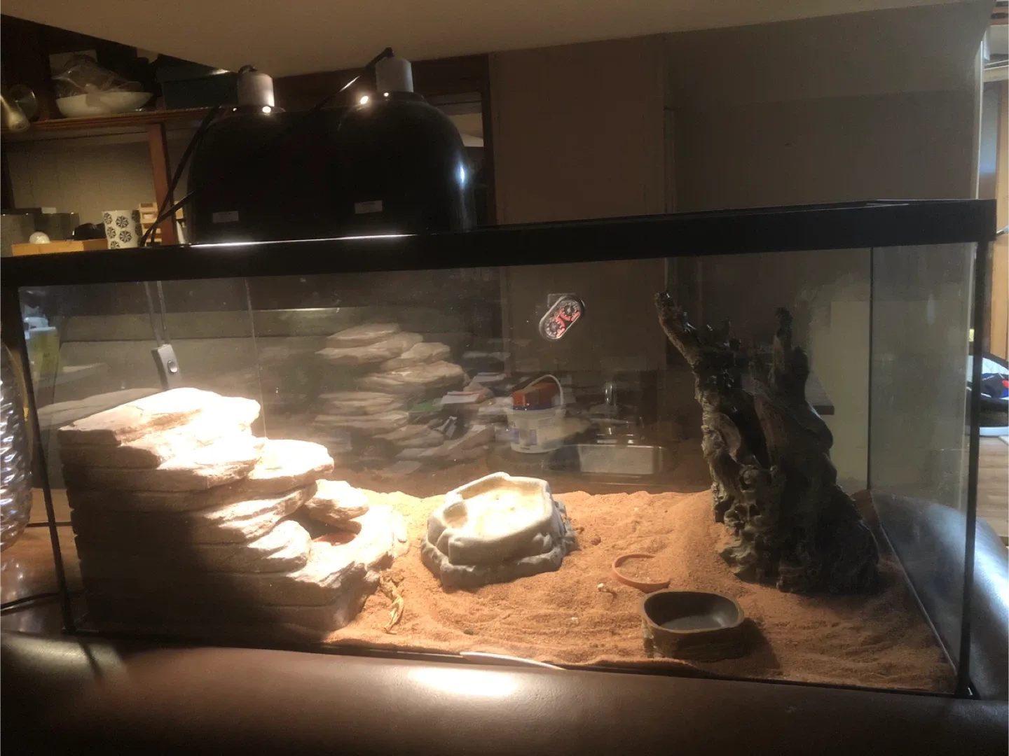 Bearded Dragon Terrarium Setup image indicator(5)