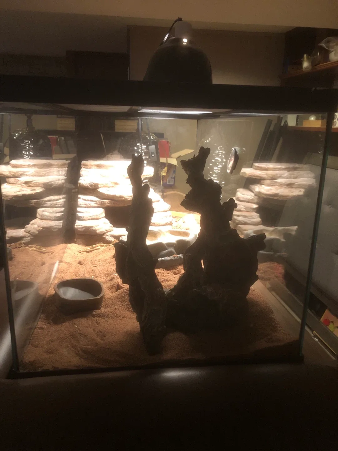 Bearded Dragon Terrarium Setup image indicator(2)