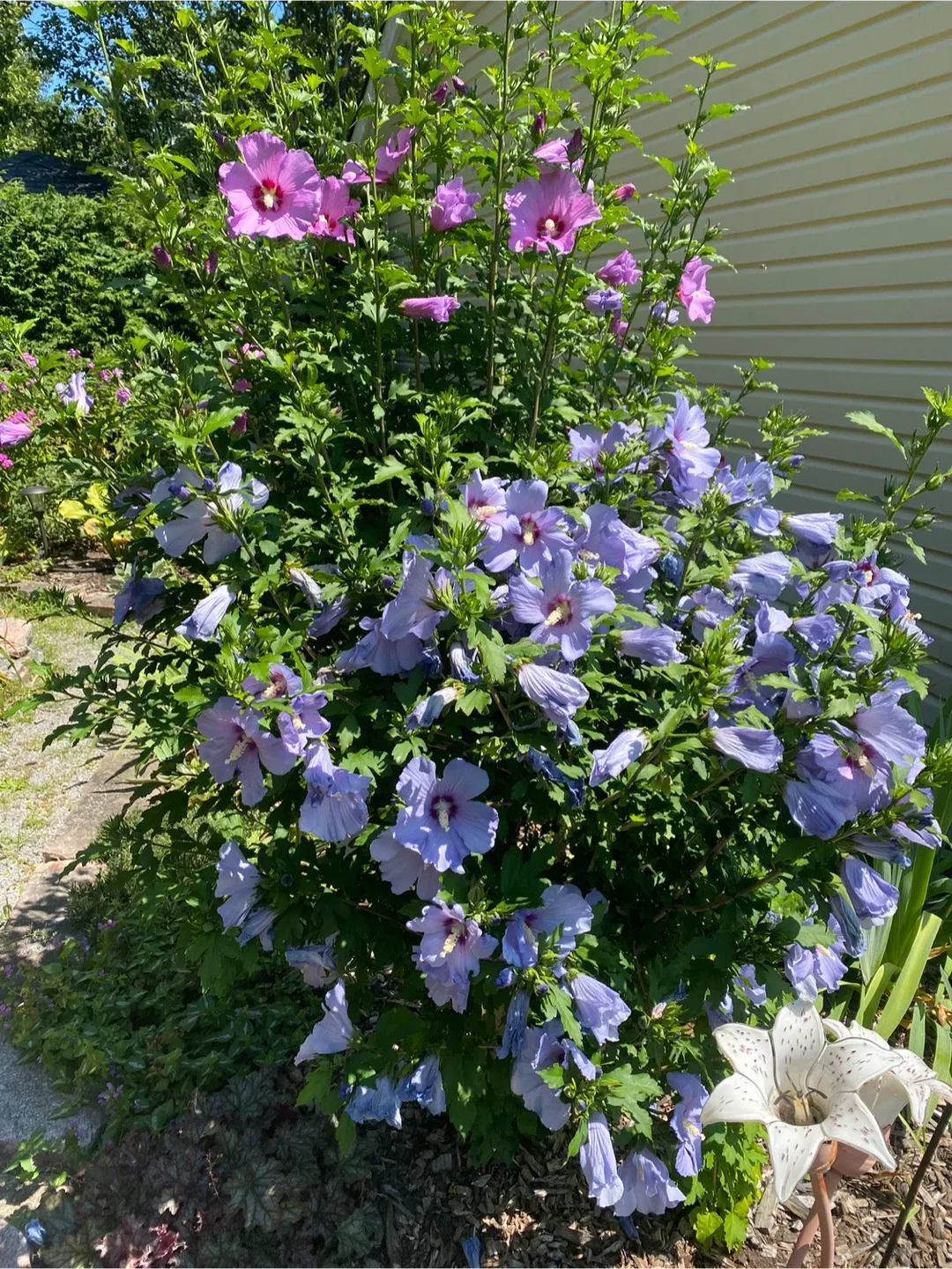 Rose of Sharon Plants image indicator(2)