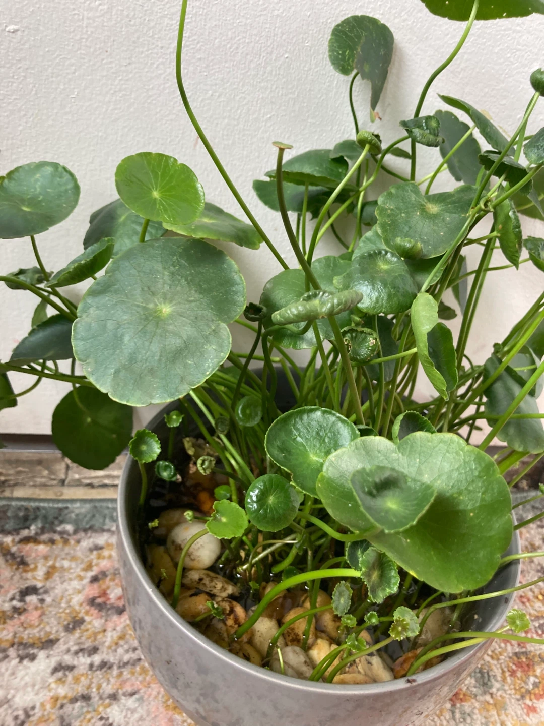 Chinese Money Plant in Gray Pot - photo 5